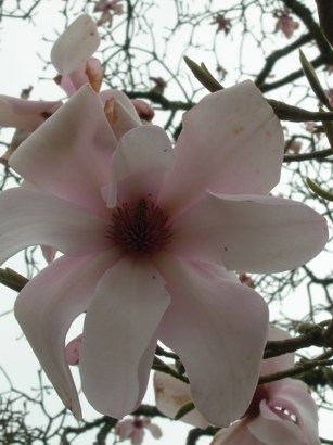 Magnolia